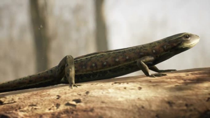 一种普通的胎生蜥蜴在阳光充足的森林里的原木上晒日光浴。站在典型栖息地的一块木头上的蜥蜴。循环动画适用