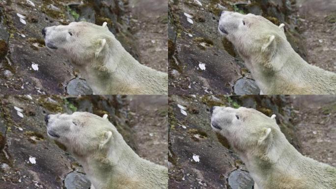 岩石上的北极熊