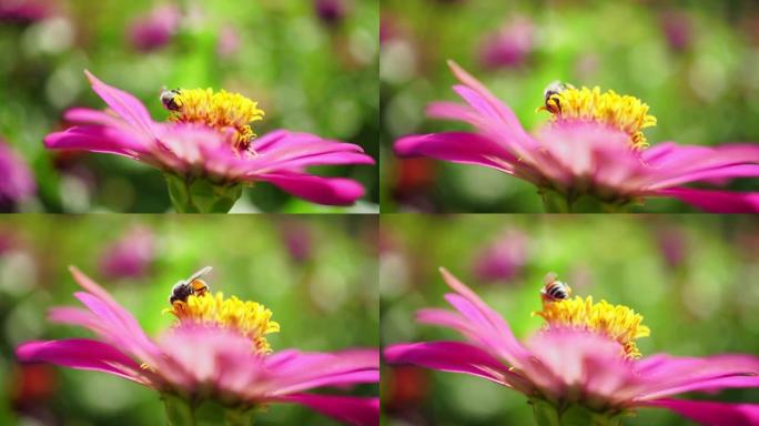 花上的蜜蜂花上的蜜蜂采蜜