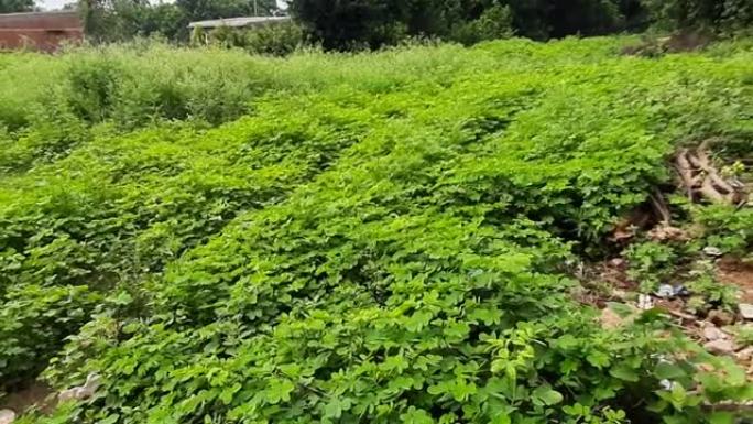 番泻叶 (Senna obtusifolia)，中国番泻叶，美国sicklepod是番泻叶属中的一种