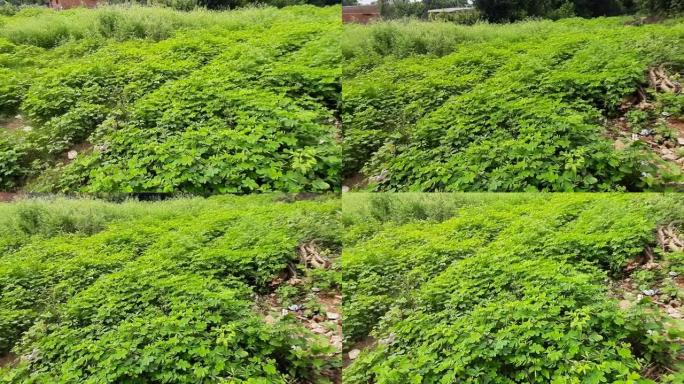 番泻叶 (Senna obtusifolia)，中国番泻叶，美国sicklepod是番泻叶属中的一种