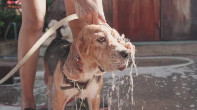 一只老比格犬的主人用洗发水洗澡和清洗，以照顾它在房子里健康的户外，在阳光下清理脏东西。它显示了可爱的