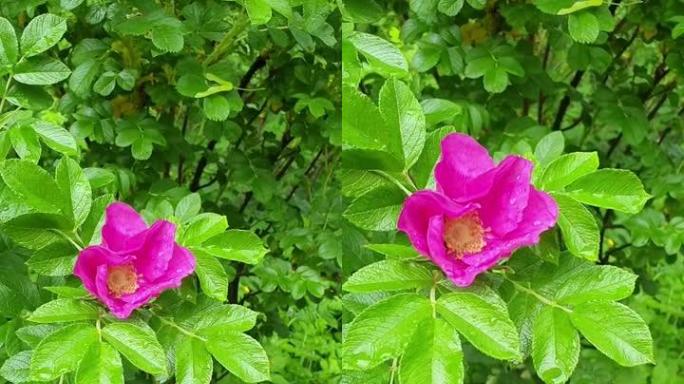 盛开的玫瑰臀部。树枝上美丽的粉红色花朵。自然背景。全高清垂直视频素材