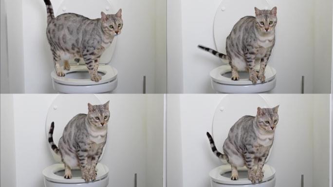 人类厕所上的银斑孟加拉猫，关闭宠物垃圾