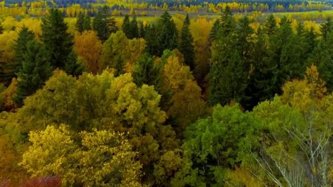 俄罗斯秋季森林橙黄色红色鸟瞰图直升机无人机。