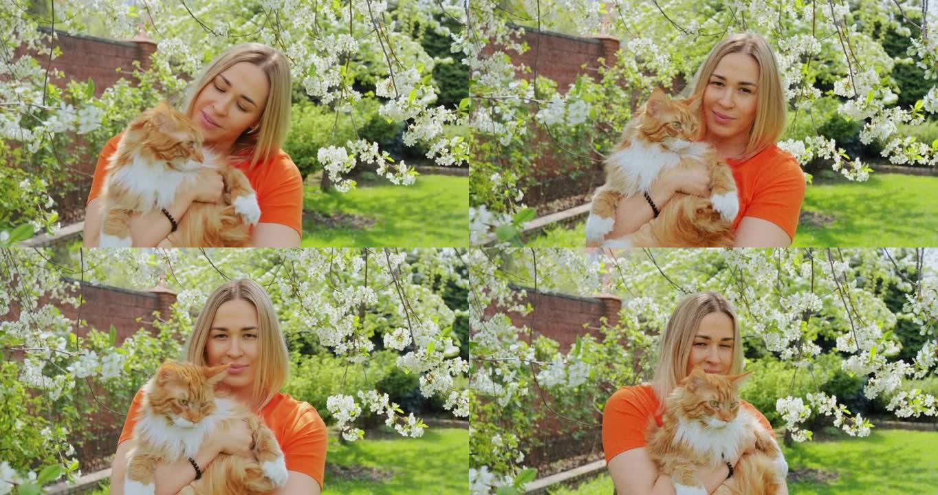 美丽的年轻女孩在盛开的春天花园里拥抱毛茸茸的宠物姜纯种缅因浣熊蓬松的猫。最好的朋友
