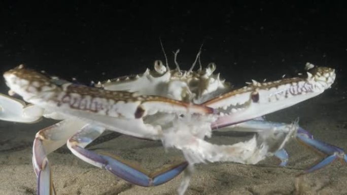 蓝色游泳蟹的独特而罕见的特写视图，它的爪子在夜间在水下吃鱼的同时用爪子撕开一条鱼，由潜水员的灯光照亮