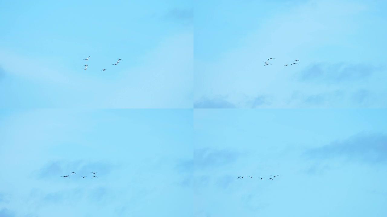 鸟群在蓝天上鸭子