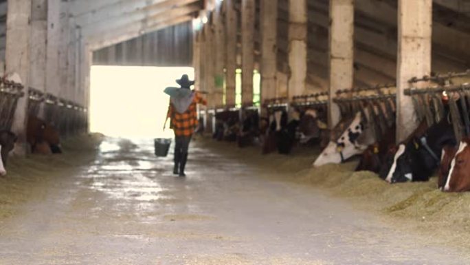 4k视频后视图女农场工人拿着桶和铁锹在农场牛棚里行走