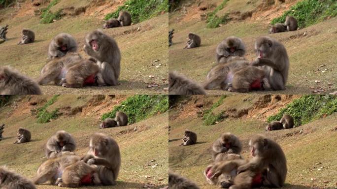 在京都岚山美容日本猕猴。