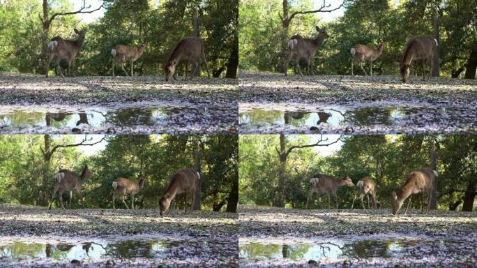 奈良公园的野生梅花鹿。樱花树盛开的Cervus nippon。日本