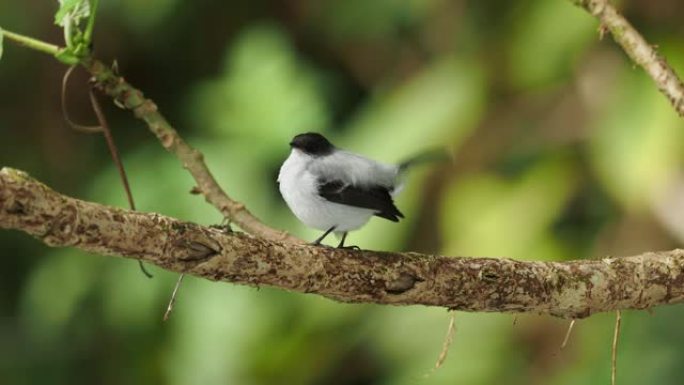 Torrent tyranulet-serpobhaga cinerea暴君鹟科的小鸟，繁殖自哥斯大