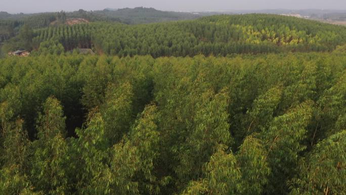 航拍广西南宁桉树种植林郊区生态桉速生树林