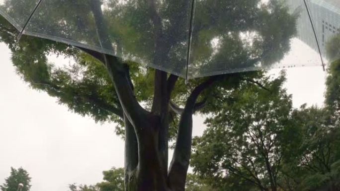 雨天打伞看公园里的树木