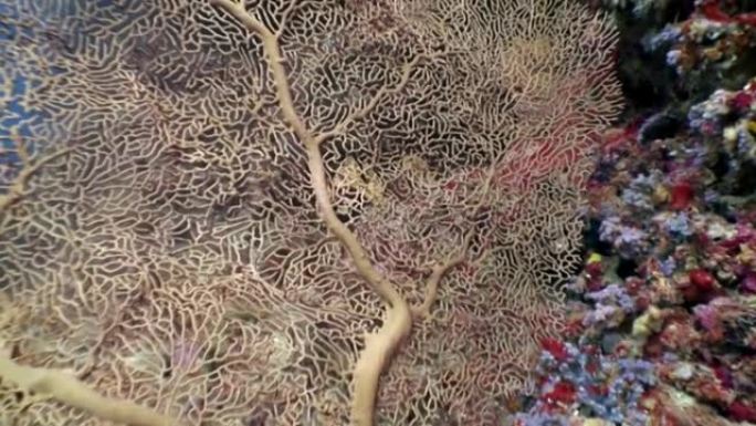 在马尔代夫令人惊叹的海床水下的Gorgonaria Subergorgia hicksoni珊瑚。