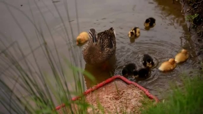 一只带着小鸭子的母鸭在池塘、湖里游泳，在人们制作的喂食器上吃东西。