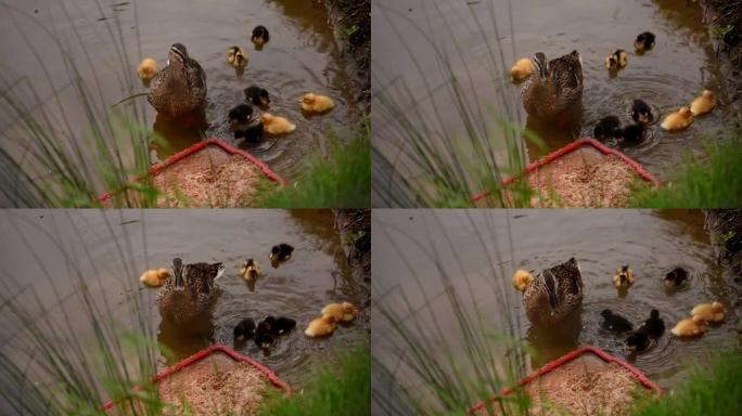 一只带着小鸭子的母鸭在池塘、湖里游泳，在人们制作的喂食器上吃东西。