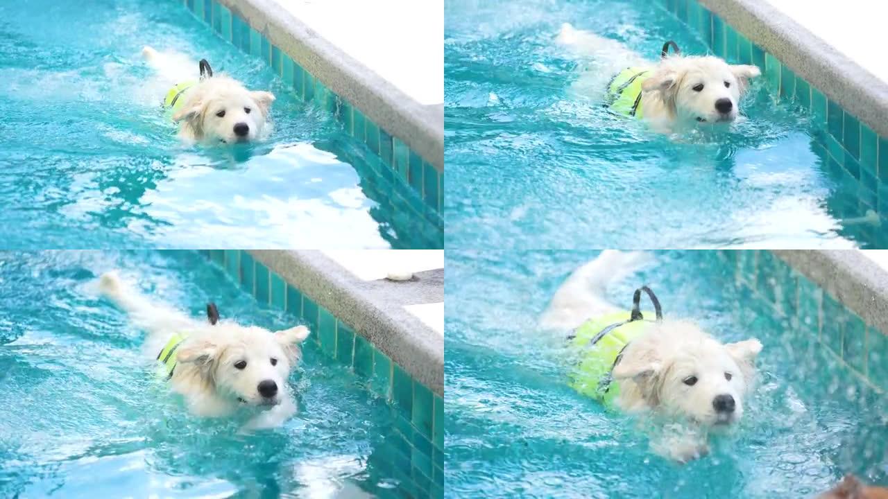 小狗在游泳池玩耍小狗在游泳池玩耍