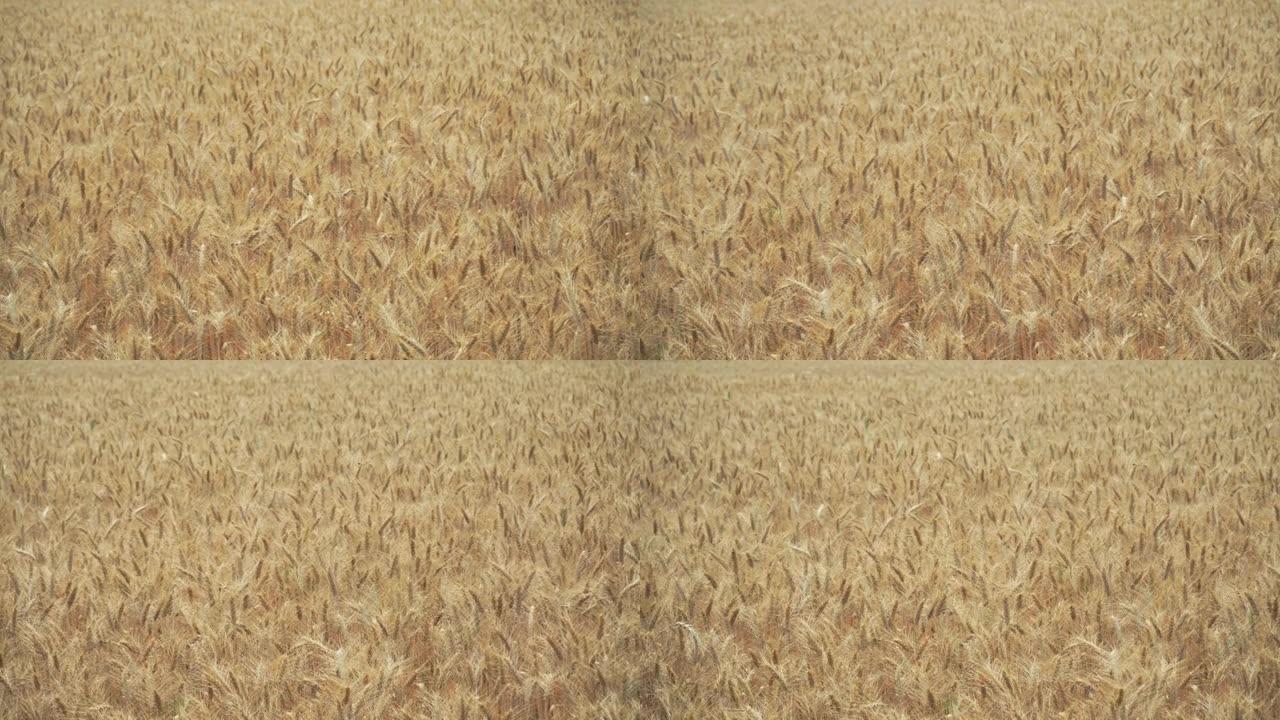 田间干黄小麦准备收割