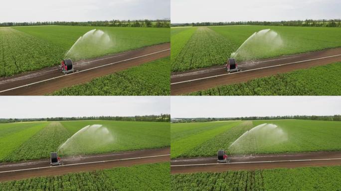 鸟瞰图。用洒水器给土豆田浇水。自动浇水系统。干旱时期植物的灌溉