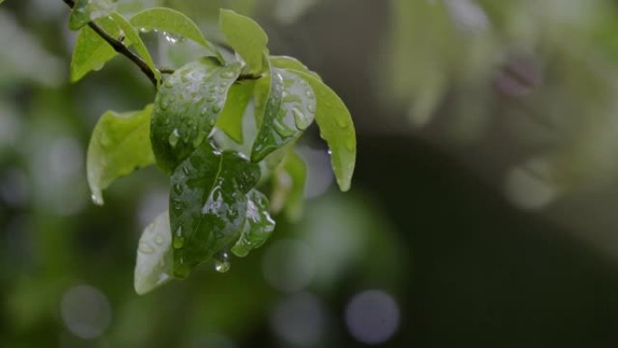 热带树上下雨。下雨的背景。