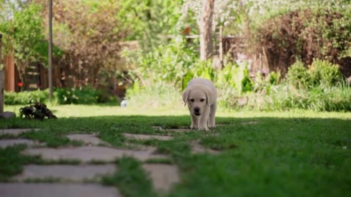 笨拙可爱的猎犬小狗在后院草坪上行走
