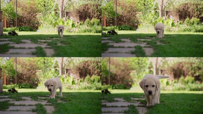 笨拙可爱的猎犬小狗在后院草坪上行走