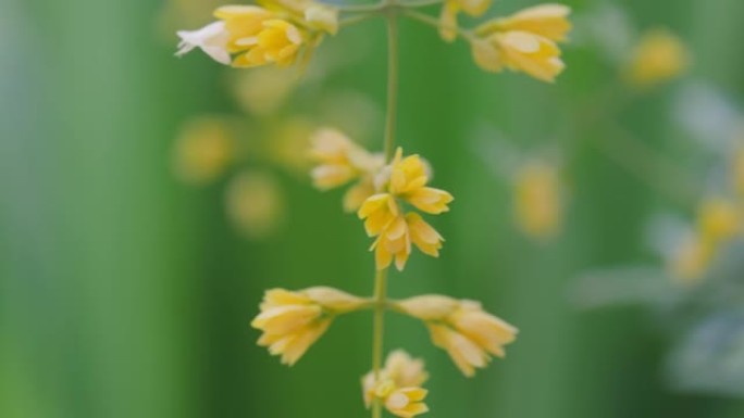 雨季的金色花环花或Nong nooch vine。