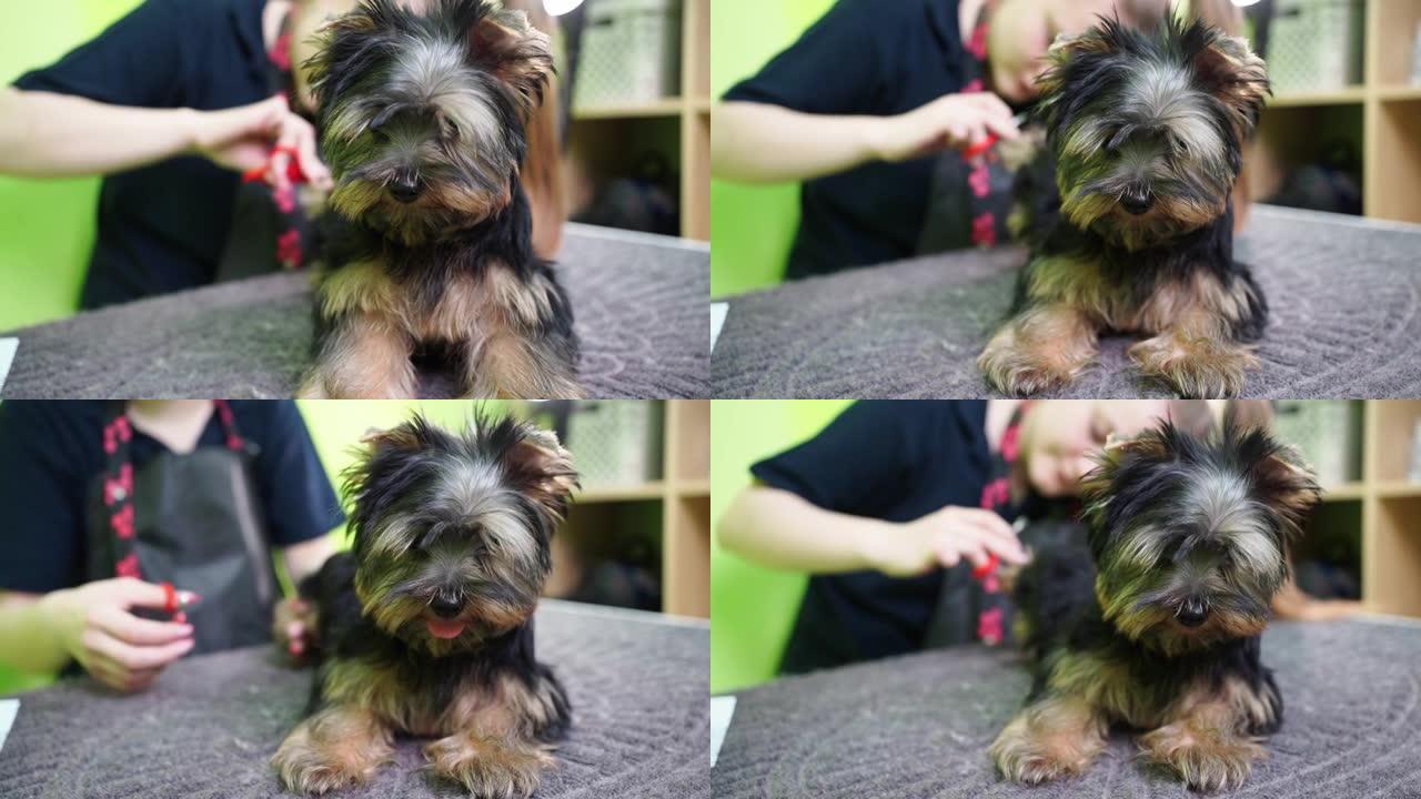 美容师用特殊的剪刀剪断约克夏犬的爪子。