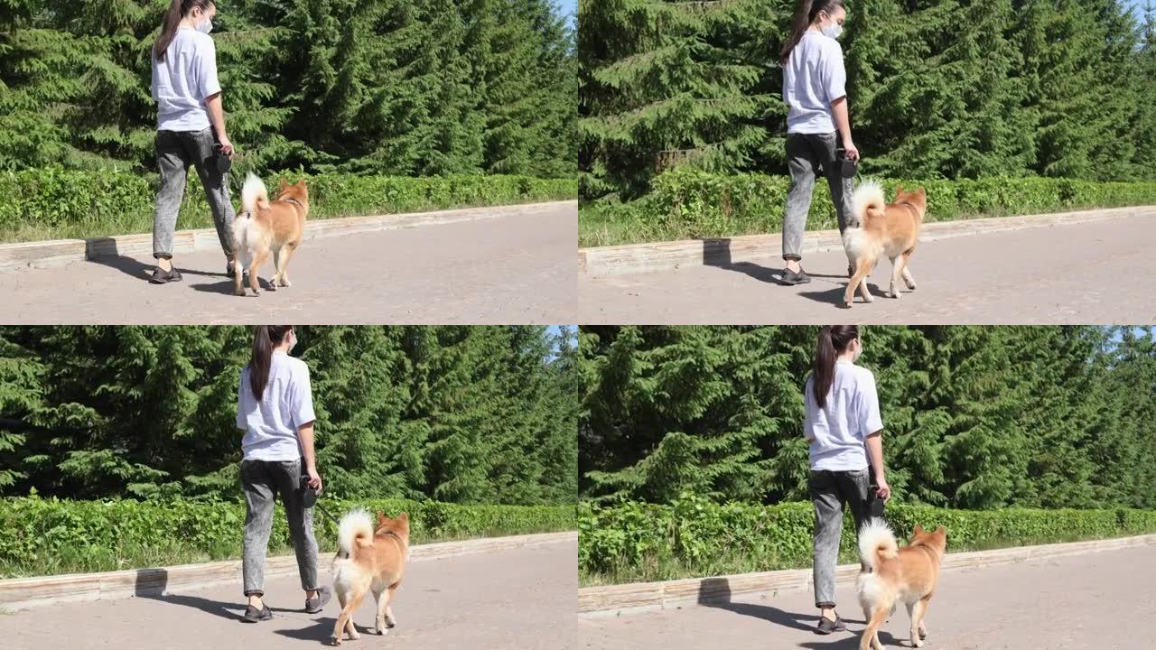 赤芝犬与主人在夏季公园散步。新型冠状病毒肺炎期间在公园戴着宠物面具的年轻女子