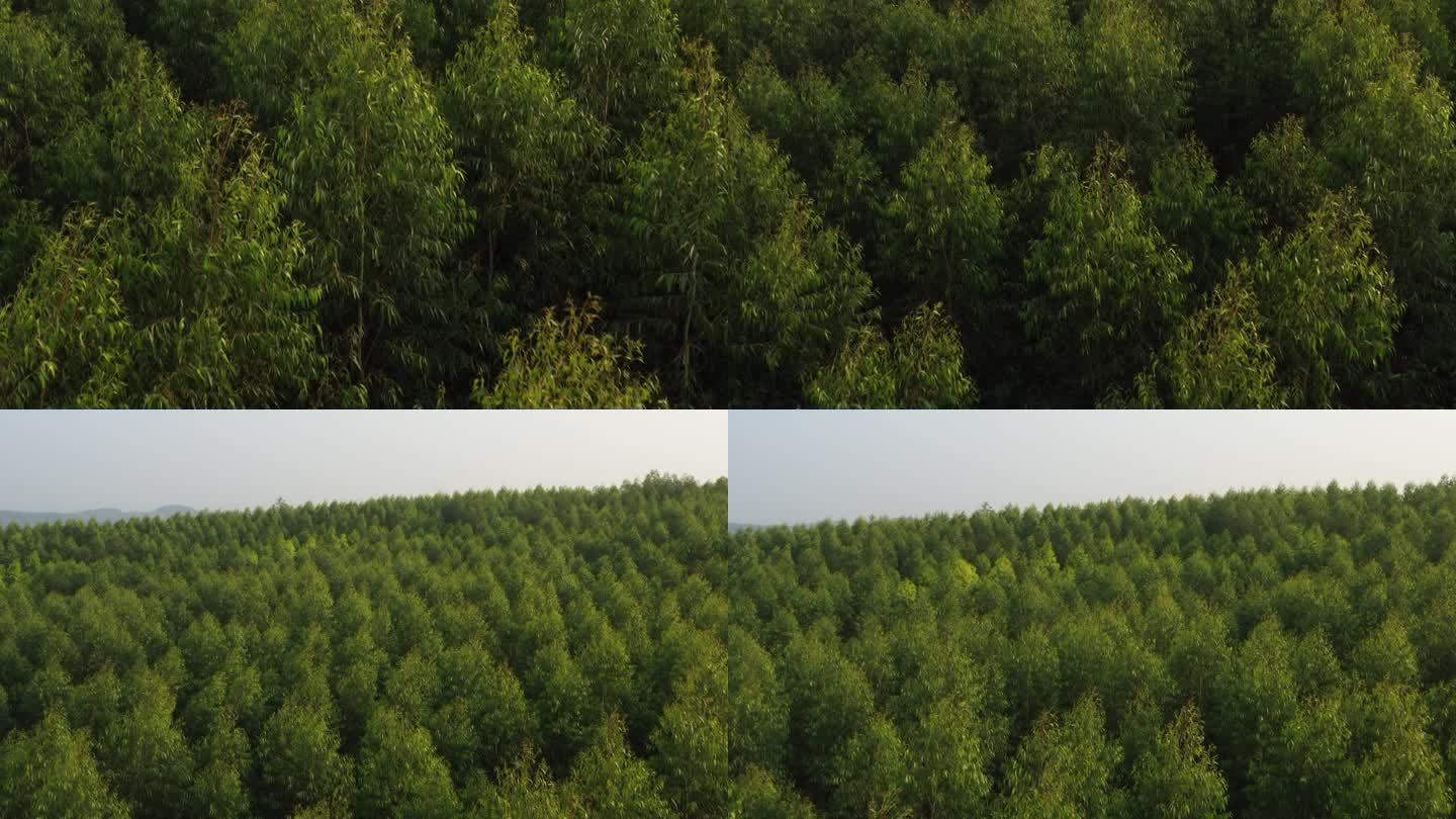 航拍广西南宁桉树种植林郊区生态桉速生树林