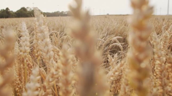 麦田，麦穗从微风中摇曳。金色的耳朵在风中慢慢摇曳特写。夏季成熟麦田的景色。农业工业。