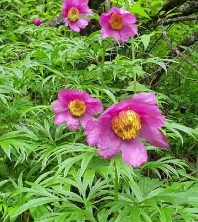 雨后在针叶林的Paeonia anomala特写。在阿尔泰山的野性中。