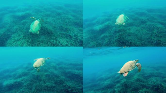 4k视频一只小海龟在希腊扎金索斯岛附近的爱奥尼亚海游泳