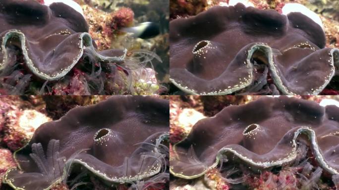 马尔代夫令人惊叹的海底背景上的三叉双壳类软体动物。