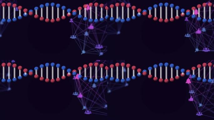 旋转3d脱氧核糖核酸链的动画，黑色上连接图标的网络
