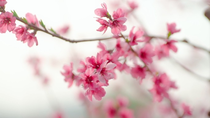 桃花源 桃园 桃花盛开 春天 春暖花开