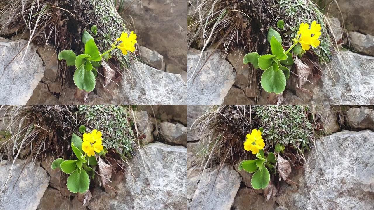 报春花生长在高山