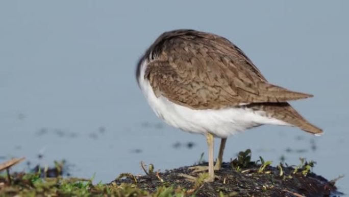 鸟类常见的sand (Actitis hypoleucos) 站在沼泽中清洁，在阳光明媚的春天傍晚干