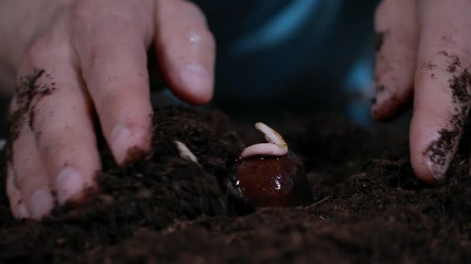 春季花园园丁手在地面上种植灯泡。宏观镜头在土壤中种植栗树幼芽。农民的手靠近。男子手持棕色栗树芽在手掌