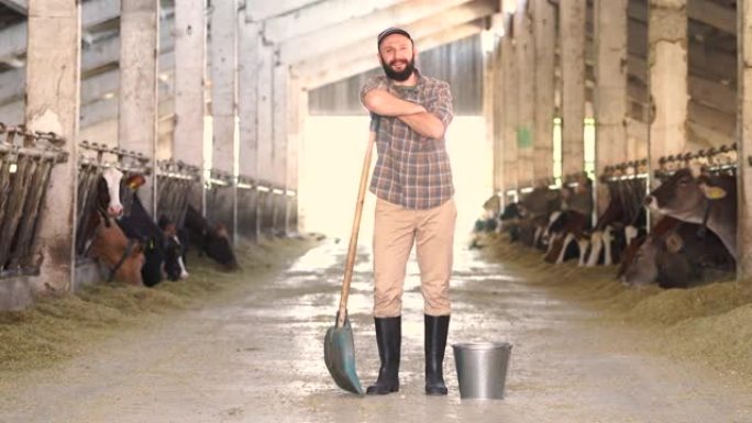 4k视频年轻的男性农场工人，留着胡须，戴着帽子，拿着水桶和铁锹，穿过牛棚设施，奶牛站在饲养场
