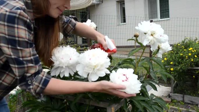 牡丹花的园丁年轻女子夏季家庭园艺和可持续生活方式