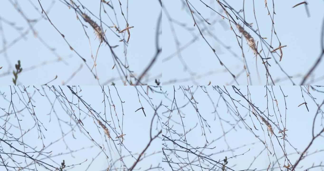欧亚摆锤山雀或欧洲摆锤山雀 (Remiz pendulinus) 筑巢，白俄罗斯
