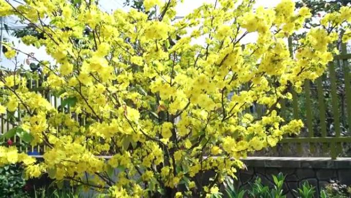 黄色杏花盛开的树枝芬芳的花瓣发出春天的信号