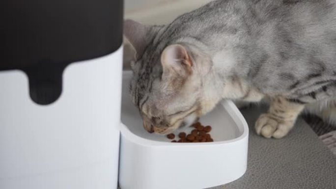 孟加拉银斑猫吃自动喂食器的干粮
