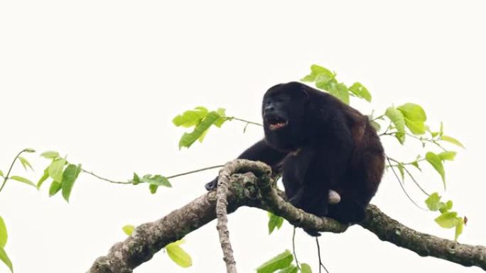 来自中美洲和南美洲的大吼猴-Alouatta palliata或金色大吼猴，新世界猴。美国热带雨林的