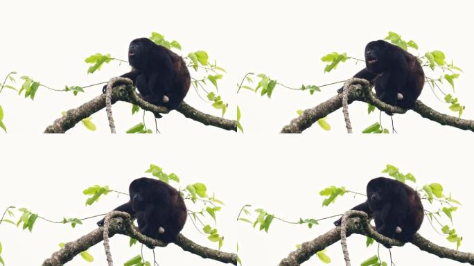 来自中美洲和南美洲的大吼猴-Alouatta palliata或金色大吼猴，新世界猴。美国热带雨林的