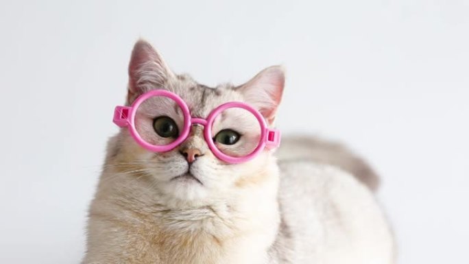 一只戴着粉红色眼镜的有趣的白猫的肖像躺在白色桌子上，跟随他的眼睛