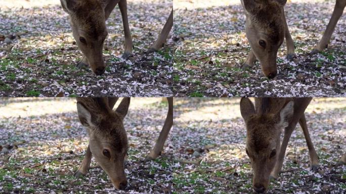 慢动鹿在奈良公园吃樱花的叶子。Cervus nippon放牧