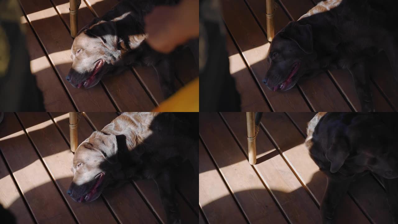这只狗因高温而疲倦，躺在人们阳台上的木地板上。她喘着气伸出舌头